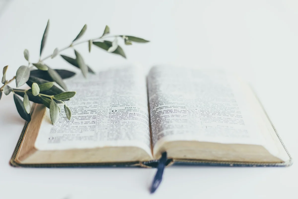 An open book and olive leaves in soft daylight
